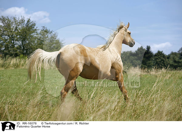 Palomino Quarter Horse / Palomino Quarter Horse / RR-16076