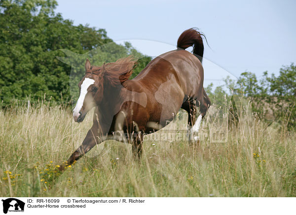 Quarter-Horse-Mix / Quarter-Horse crossbreed / RR-16099