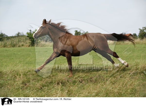 Quarter-Horse crossbreed / RR-16105