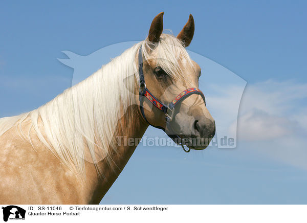 Quarter Horse Portrait / SS-11046