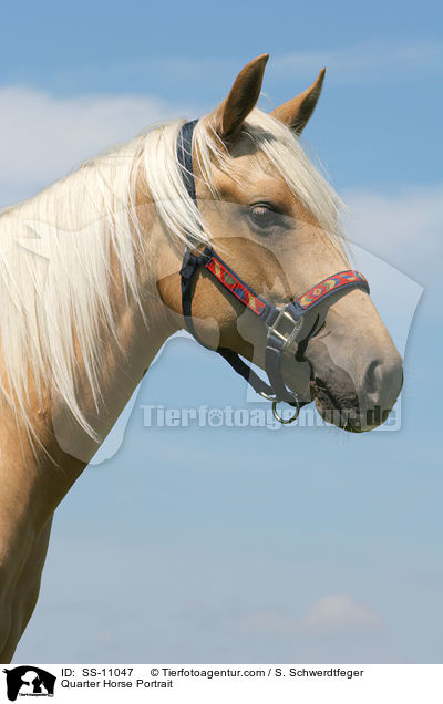 Quarter Horse Portrait / SS-11047