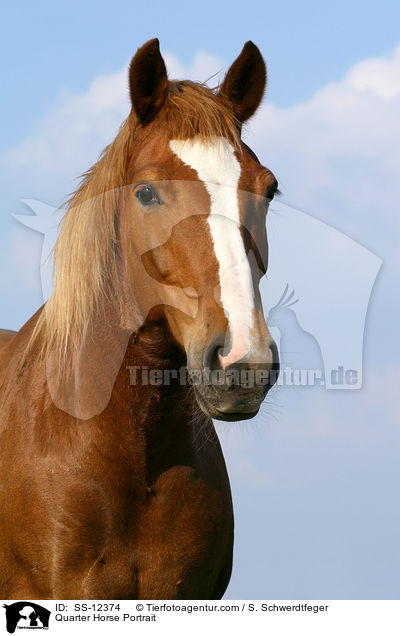 Quarter Horse Portrait / SS-12374