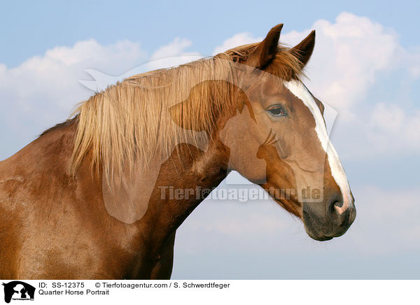 Quarter Horse Portrait / SS-12375