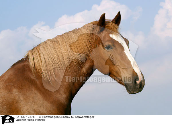 Quarter Horse Portrait / SS-12376