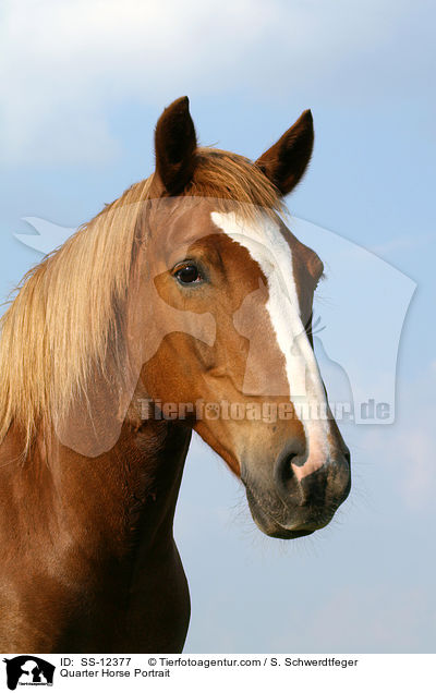 Quarter Horse Portrait / SS-12377