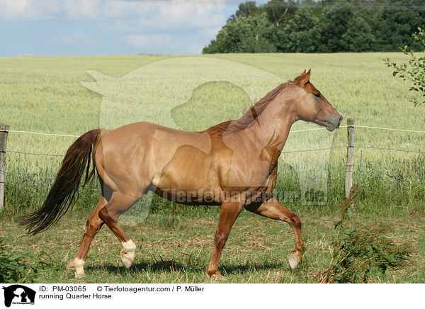 rennendes Quarter Horse / running Quarter Horse / PM-03065