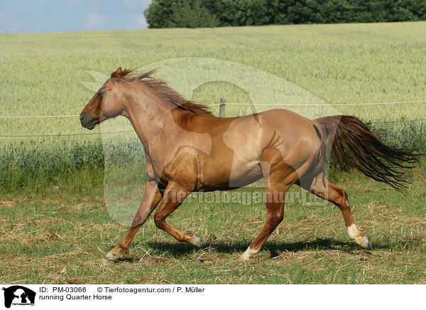 rennendes Quarter Horse / running Quarter Horse / PM-03066