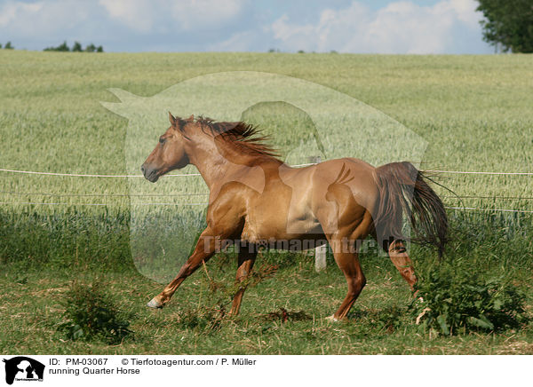 rennendes Quarter Horse / running Quarter Horse / PM-03067