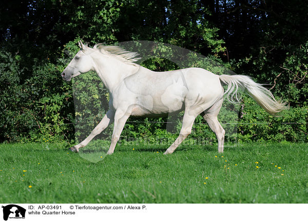 Quarter Horse Schimmel / white Quarter Horse / AP-03491