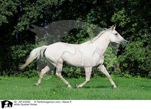 Quarter Horse Schimmel / white Quarter Horse / AP-03492