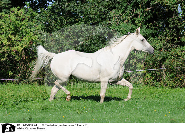 Quarter Horse Schimmel / white Quarter Horse / AP-03494