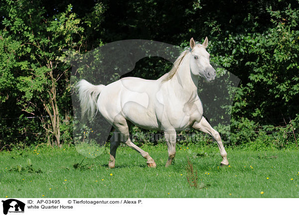 Quarter Horse Schimmel / white Quarter Horse / AP-03495