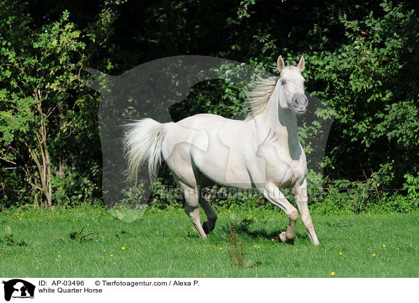 Quarter Horse Schimmel / white Quarter Horse / AP-03496