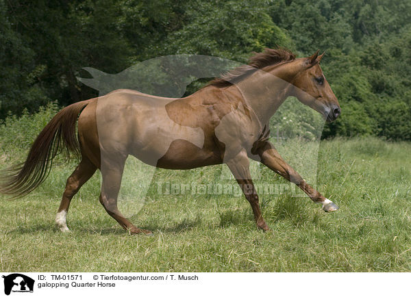 galoppierendes Quarter Horse / galopping Quarter Horse / TM-01571