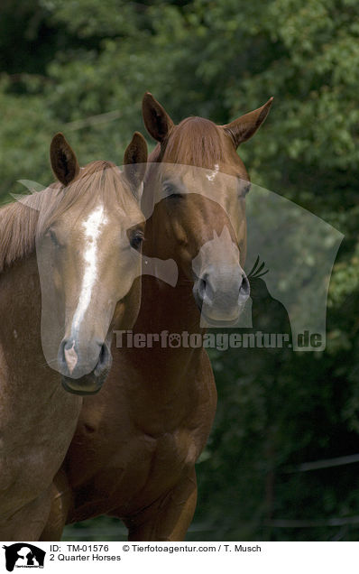 2 Quarter Horses / 2 Quarter Horses / TM-01576