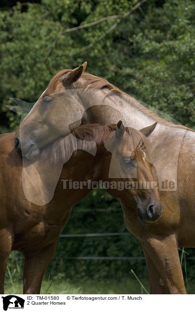 2 Quarter Horses / 2 Quarter Horses / TM-01580
