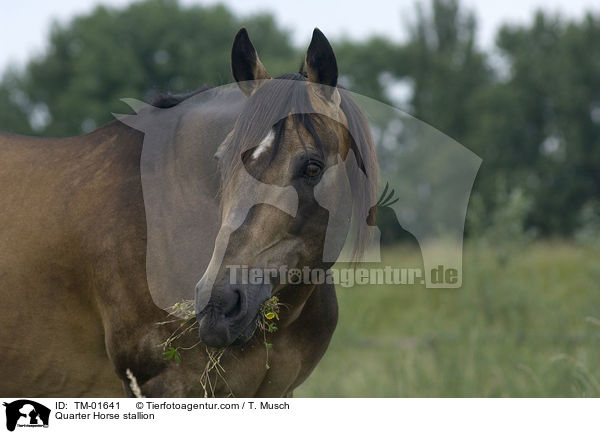 Quarter Horse Hengst / Quarter Horse stallion / TM-01641