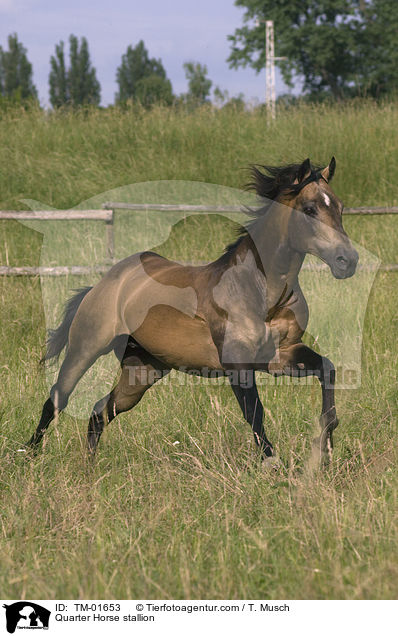 Quarter Horse Hengst / Quarter Horse stallion / TM-01653