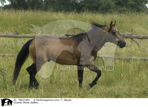 Quarter Horse Hengst / Quarter Horse stallion / TM-01654