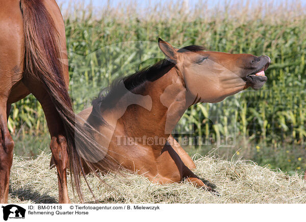 flehmendes Quarter Horse / flehmening Quarter Horse / BM-01418