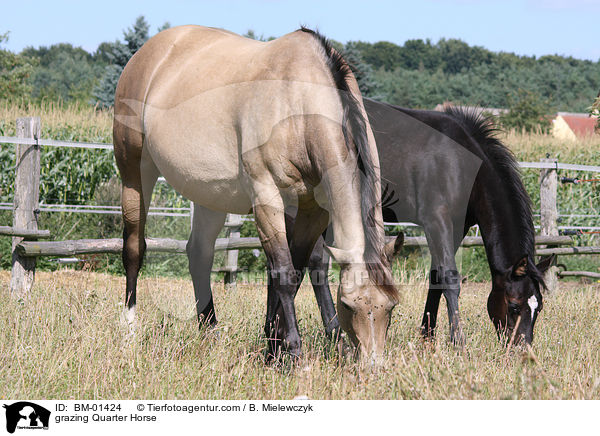 grasendes Quarter Horse / grazing Quarter Horse / BM-01424