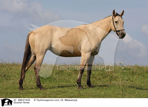 Quarter Horse / Quarter Horse / BM-01428