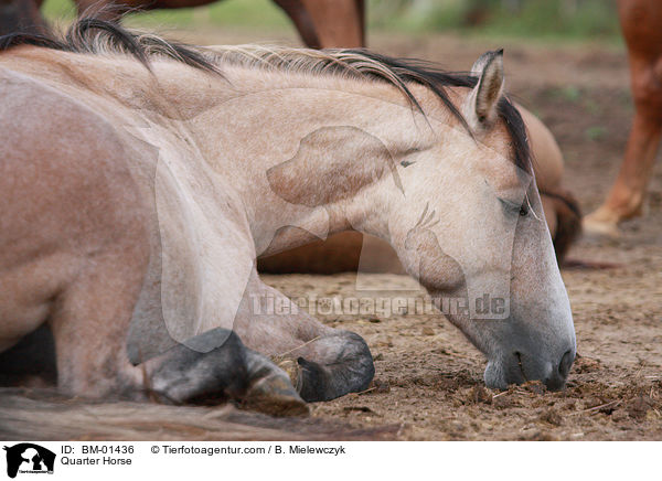 Quarter Horse / Quarter Horse / BM-01436