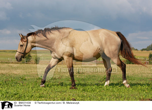Quarter Horse / BM-01438