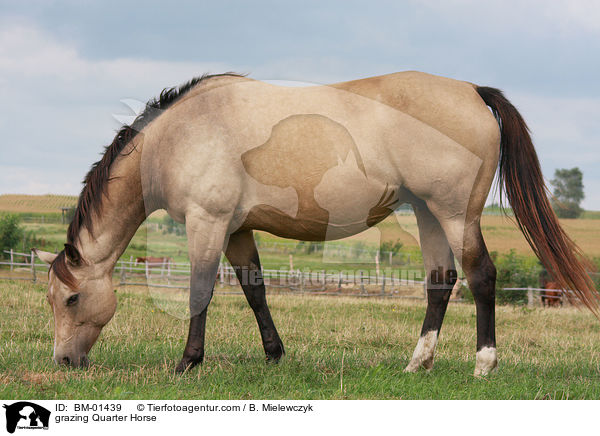 grasendes Quarter Horse / grazing Quarter Horse / BM-01439