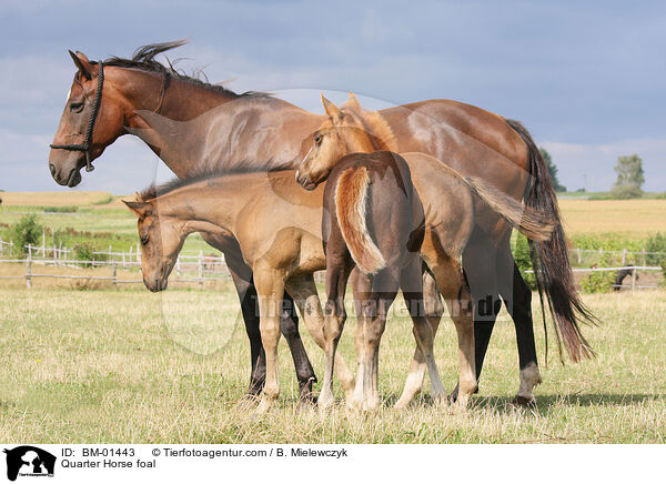 Quarter Horse Fohlen / Quarter Horse foal / BM-01443