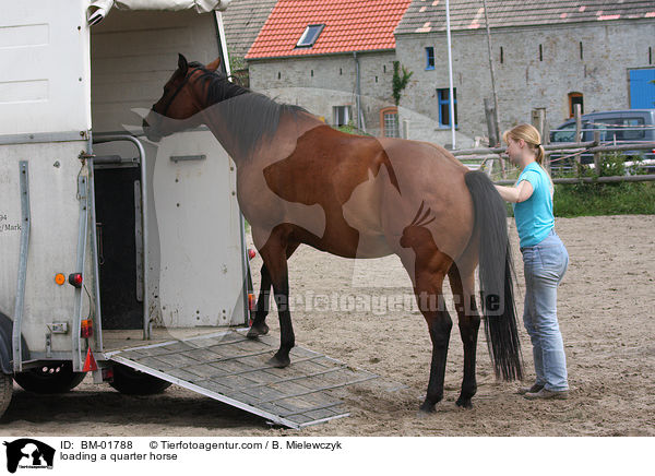 Quarter Horse wird verladen / loading a quarter horse / BM-01788