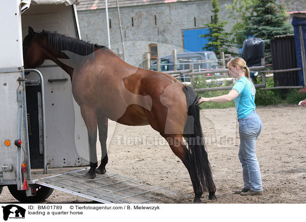 Quarter Horse wird verladen / loading a quarter horse / BM-01789