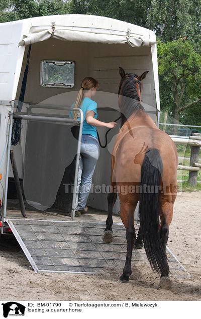 Quarter Horse wird verladen / loading a quarter horse / BM-01790