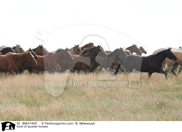 Quarter Horse Herde / herd of quarter horses / BM-01800