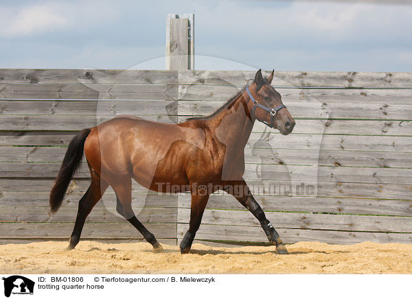 trabendes Quarter Horse / trotting quarter horse / BM-01806
