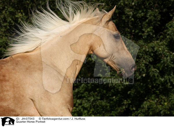 Quarter Horse Portrait / Quarter Horse Portrait / JH-07543