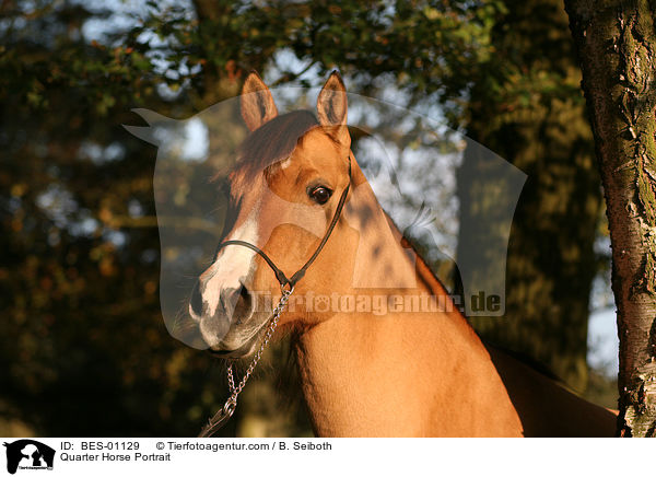 Quarter Horse Portrait / Quarter Horse Portrait / BES-01129