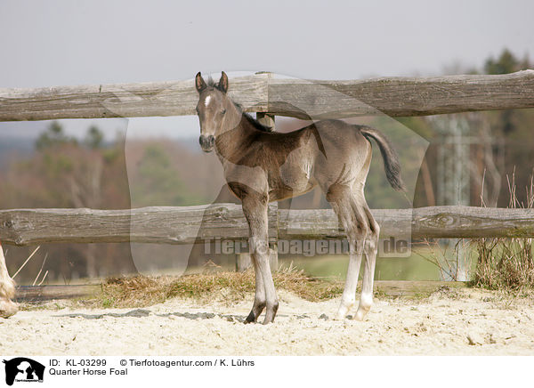 Quarter Horse Fohlen / Quarter Horse Foal / KL-03299