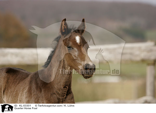 Quarter Horse Fohlen / Quarter Horse Foal / KL-03301