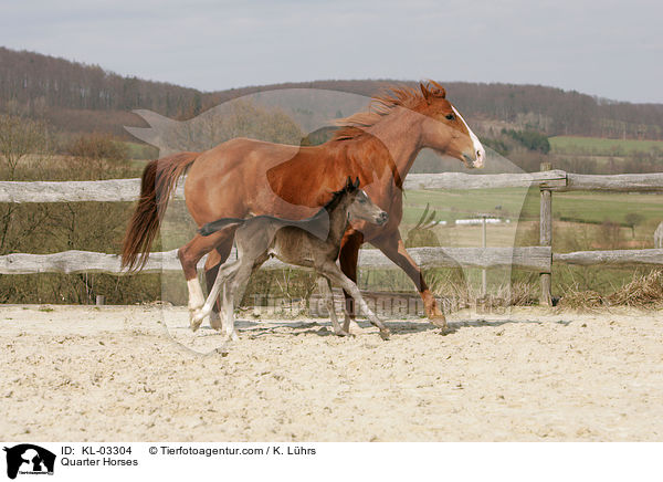 Quarter Horses / Quarter Horses / KL-03304