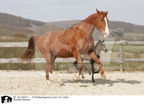 Quarter Horses / KL-03311