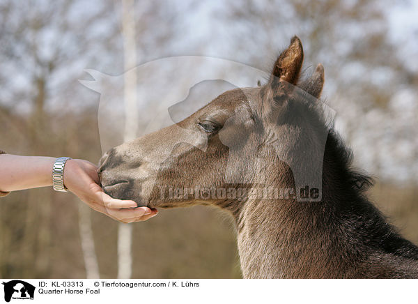 Quarter Horse Fohlen / Quarter Horse Foal / KL-03313