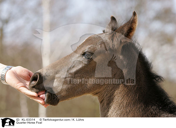 Quarter Horse Fohlen / Quarter Horse Foal / KL-03314