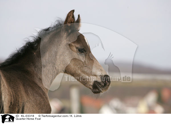 Quarter Horse Fohlen / Quarter Horse Foal / KL-03318