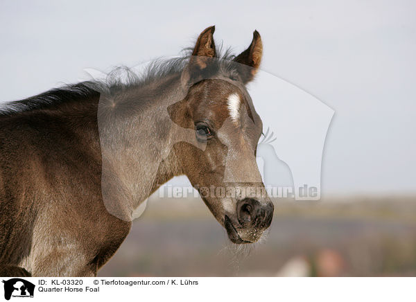 Quarter Horse Fohlen / Quarter Horse Foal / KL-03320