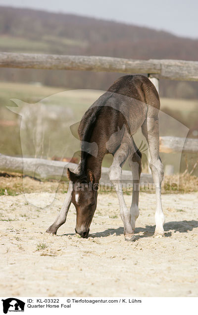 Quarter Horse Fohlen / Quarter Horse Foal / KL-03322