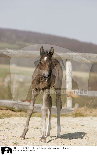 Quarter Horse Fohlen / Quarter Horse Foal / KL-03323