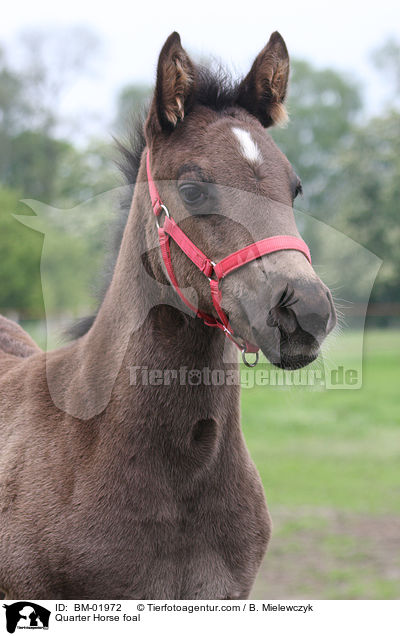 Quarter Horse Fohlen / Quarter Horse foal / BM-01972