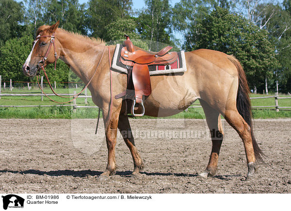 Quarter Horse / Quarter Horse / BM-01986