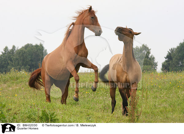 Quarter Horses / Quarter Horses / BM-02030